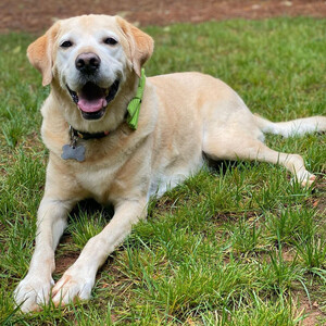 Barboza, facility dog at Shepherd Center